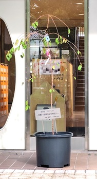 イグザム幼児教室撮影写真